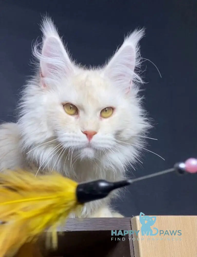 Kevin Maine Coon male red silver shaded live animals