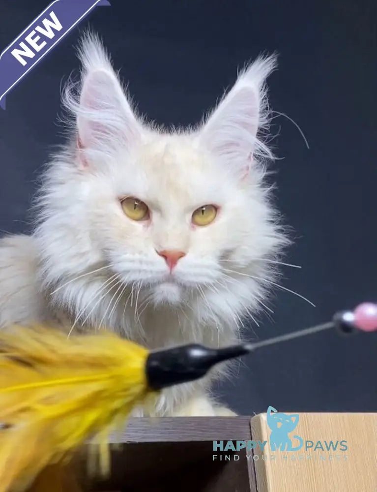 Kevin Maine Coon male red silver shaded live animals