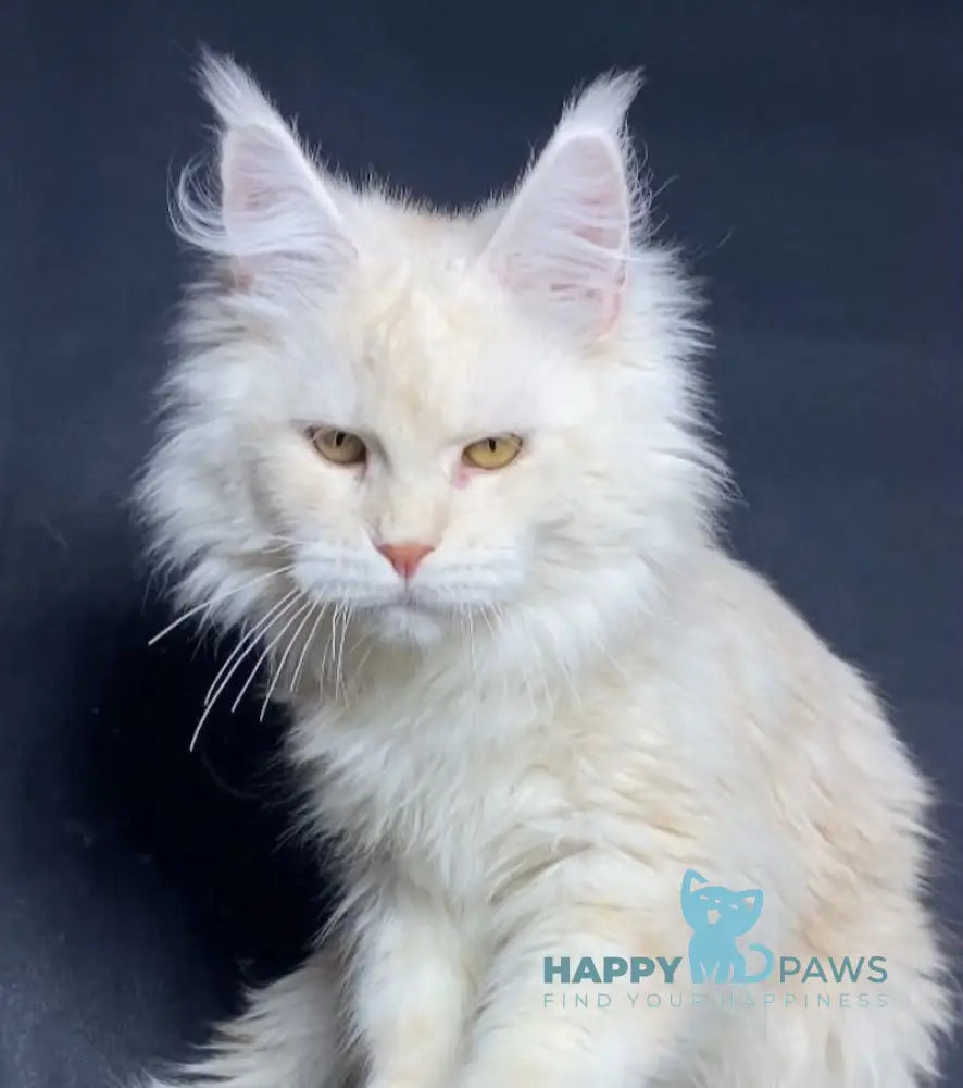 Kevin Maine Coon male red silver shaded live animals