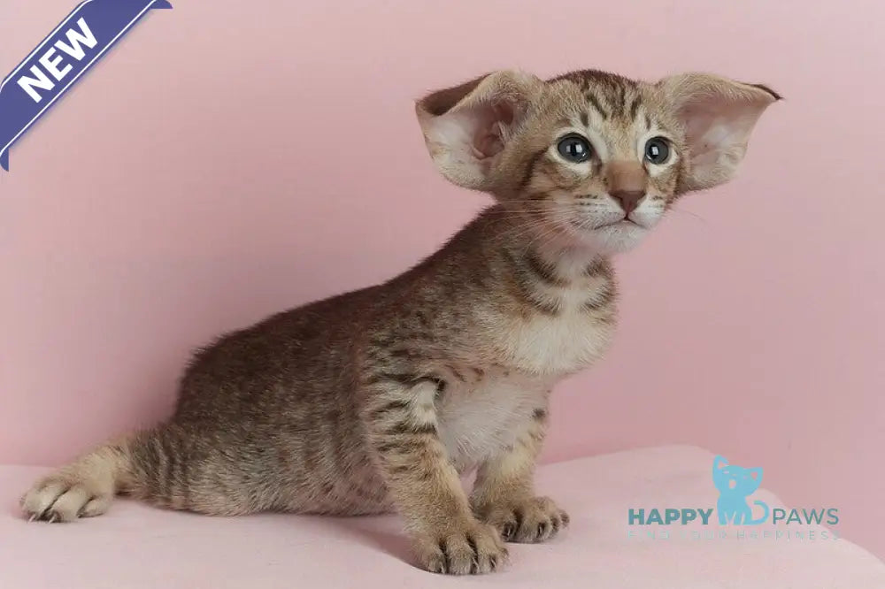 Kevin Oriental Shorthair male chocolate spotted tabby live animals