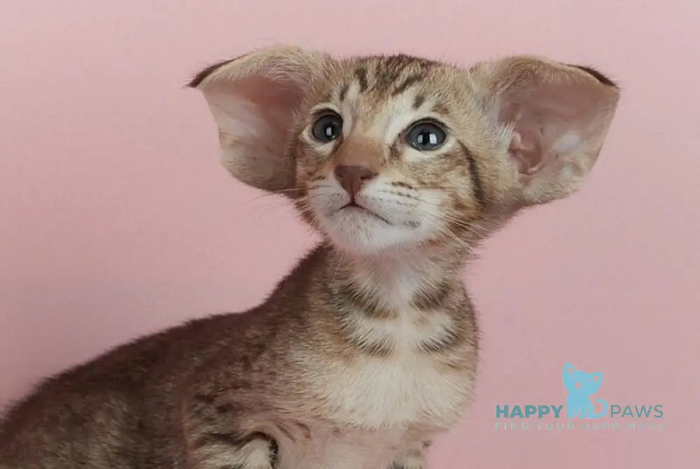 Kevin Oriental Shorthair male chocolate spotted tabby live animals