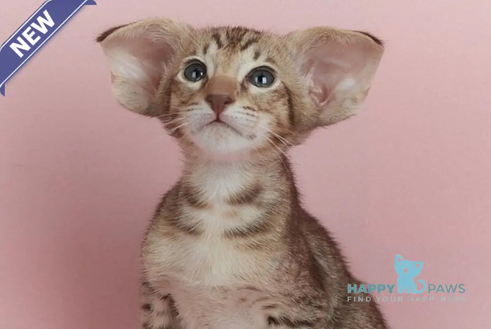 Kevin Oriental Shorthair male chocolate spotted tabby live animals