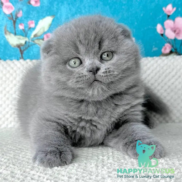 Kevin Scottish Fold male blue - live animals