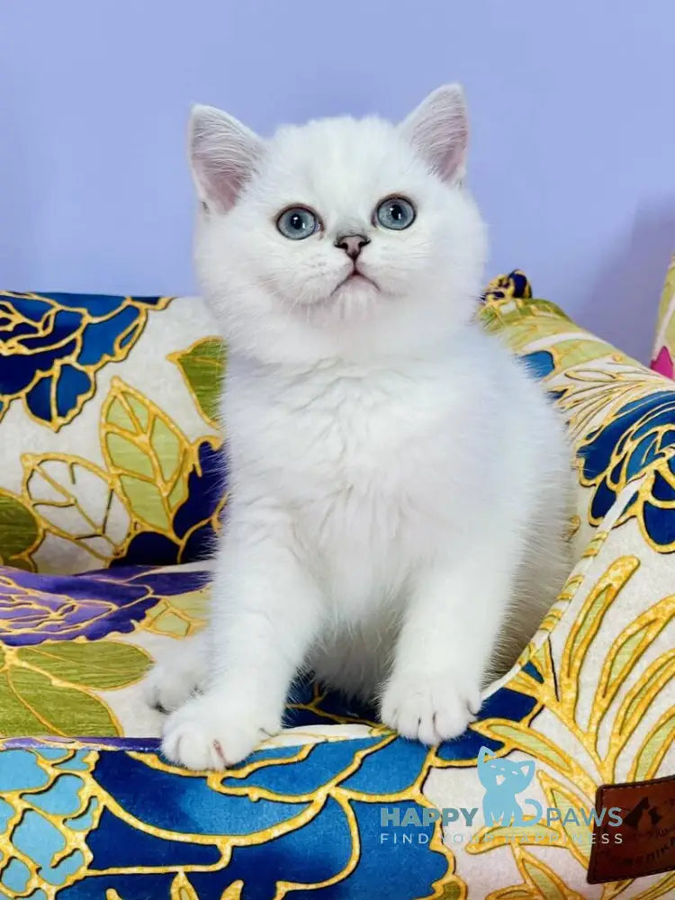 Kevin Scottish Straight male black silver shaded pointed live animals