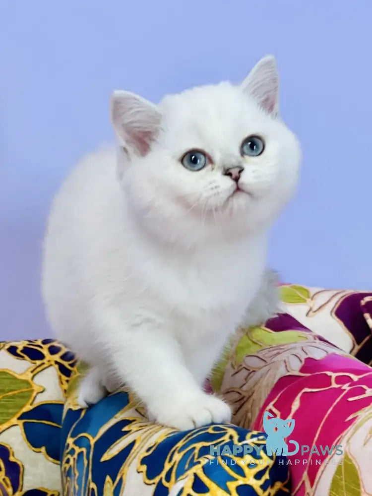Kevin Scottish Straight male black silver shaded pointed live animals