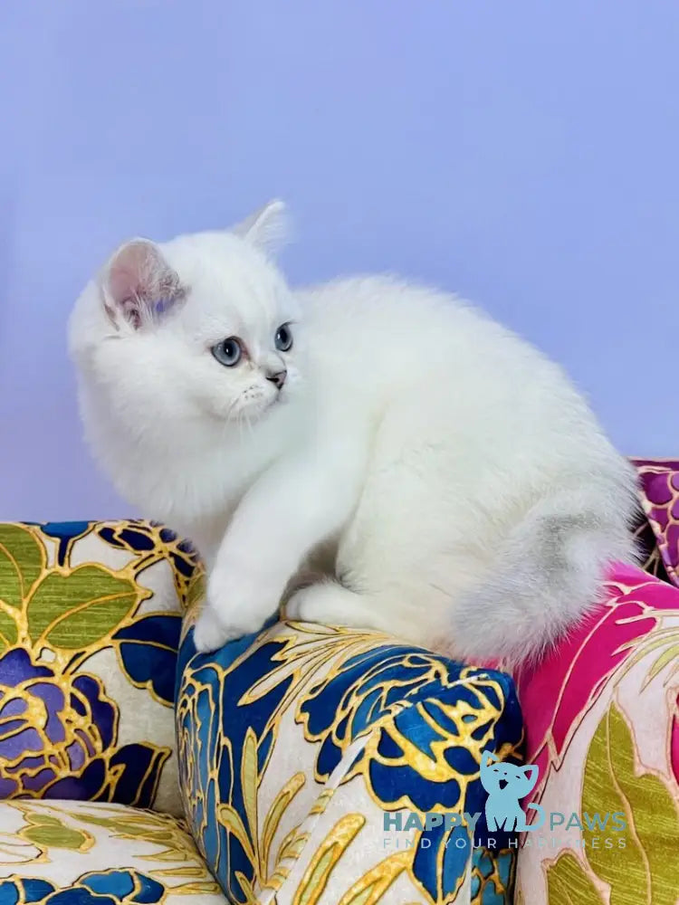 Kevin Scottish Straight male black silver shaded pointed live animals