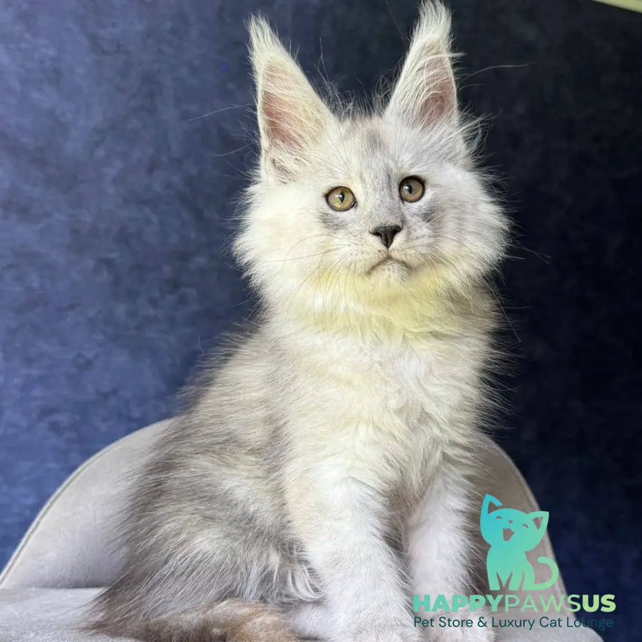 Key Maine Coon male black silver - live animals