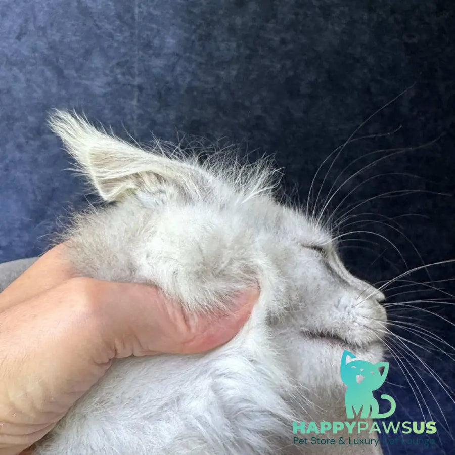 Key Maine Coon male black silver - live animals