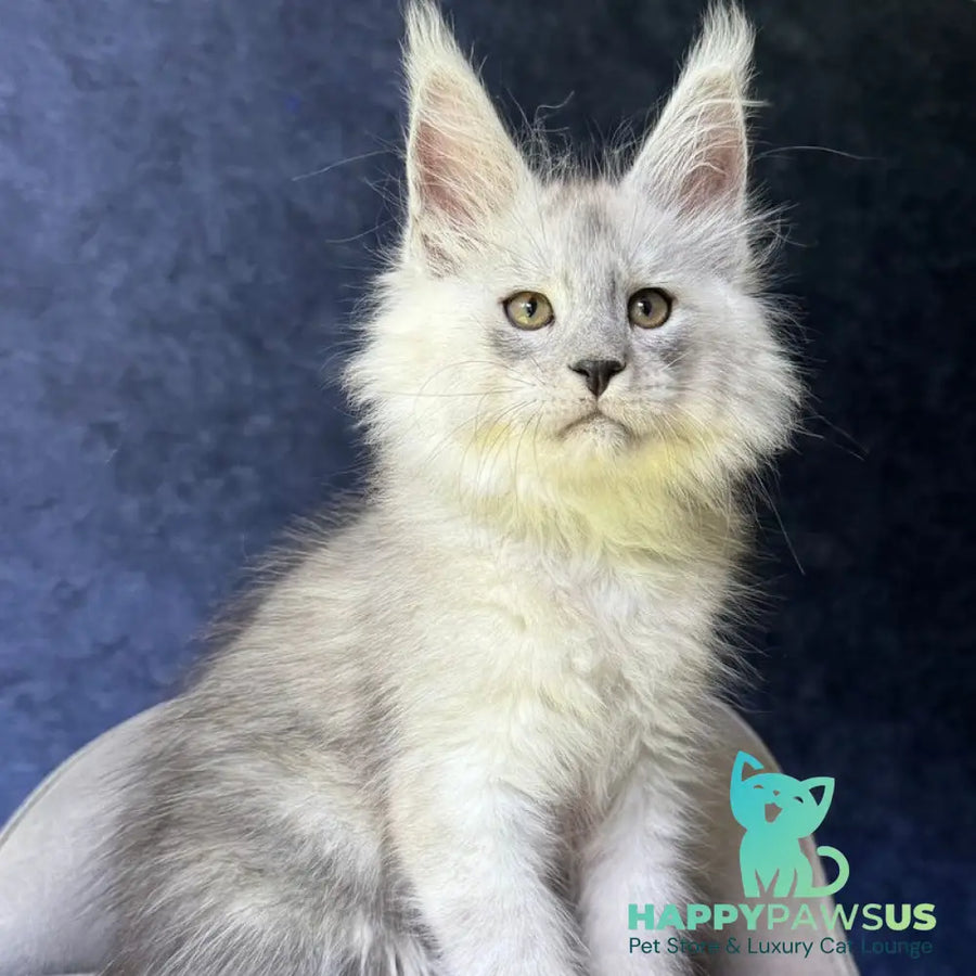 Key Maine Coon male black silver - live animals