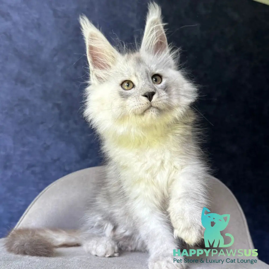 Key Maine Coon male black silver - live animals