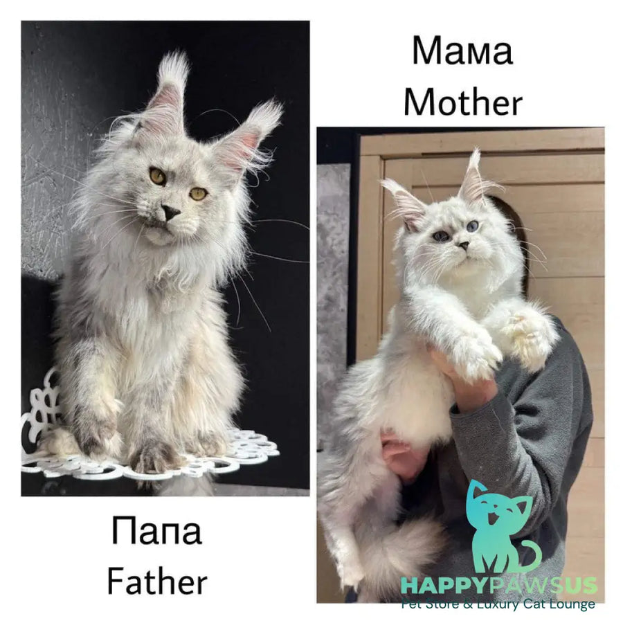 Key Maine Coon male black silver - live animals