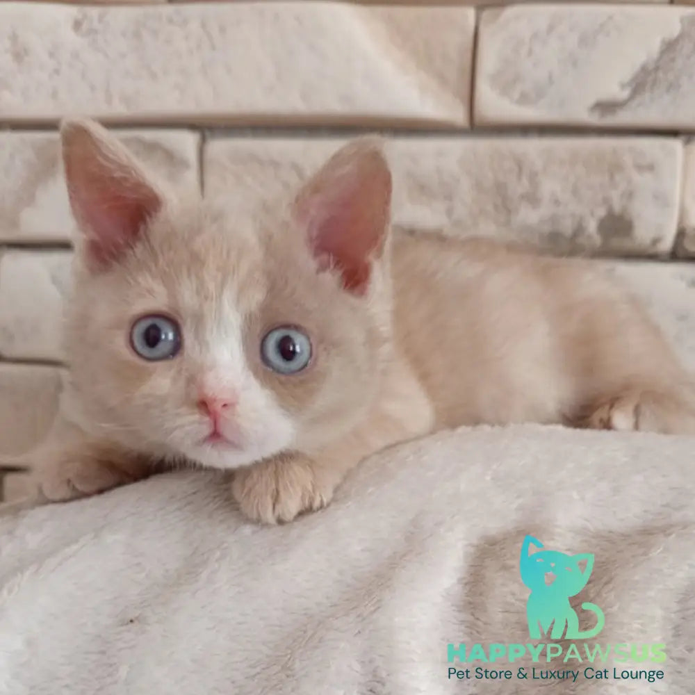 Keysy British Shorthair female fawn tortie with white - live animals