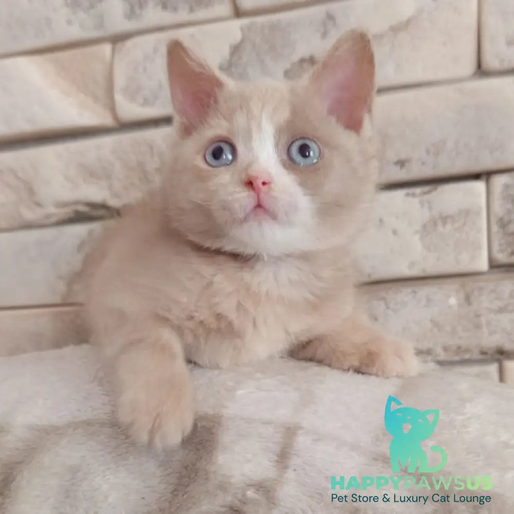 Keysy British Shorthair female fawn tortie with white - live animals