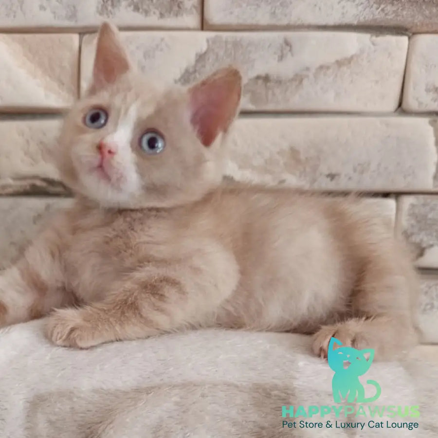 Keysy British Shorthair female fawn tortie with white - live animals