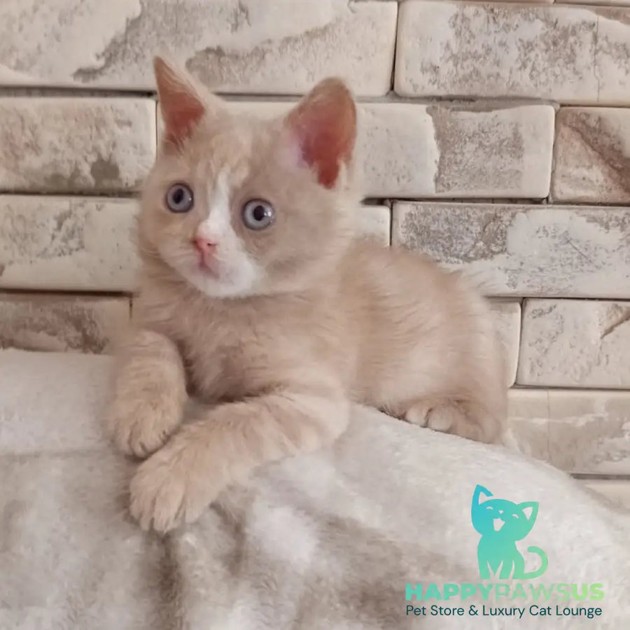 Keysy British Shorthair female fawn tortie with white - live animals