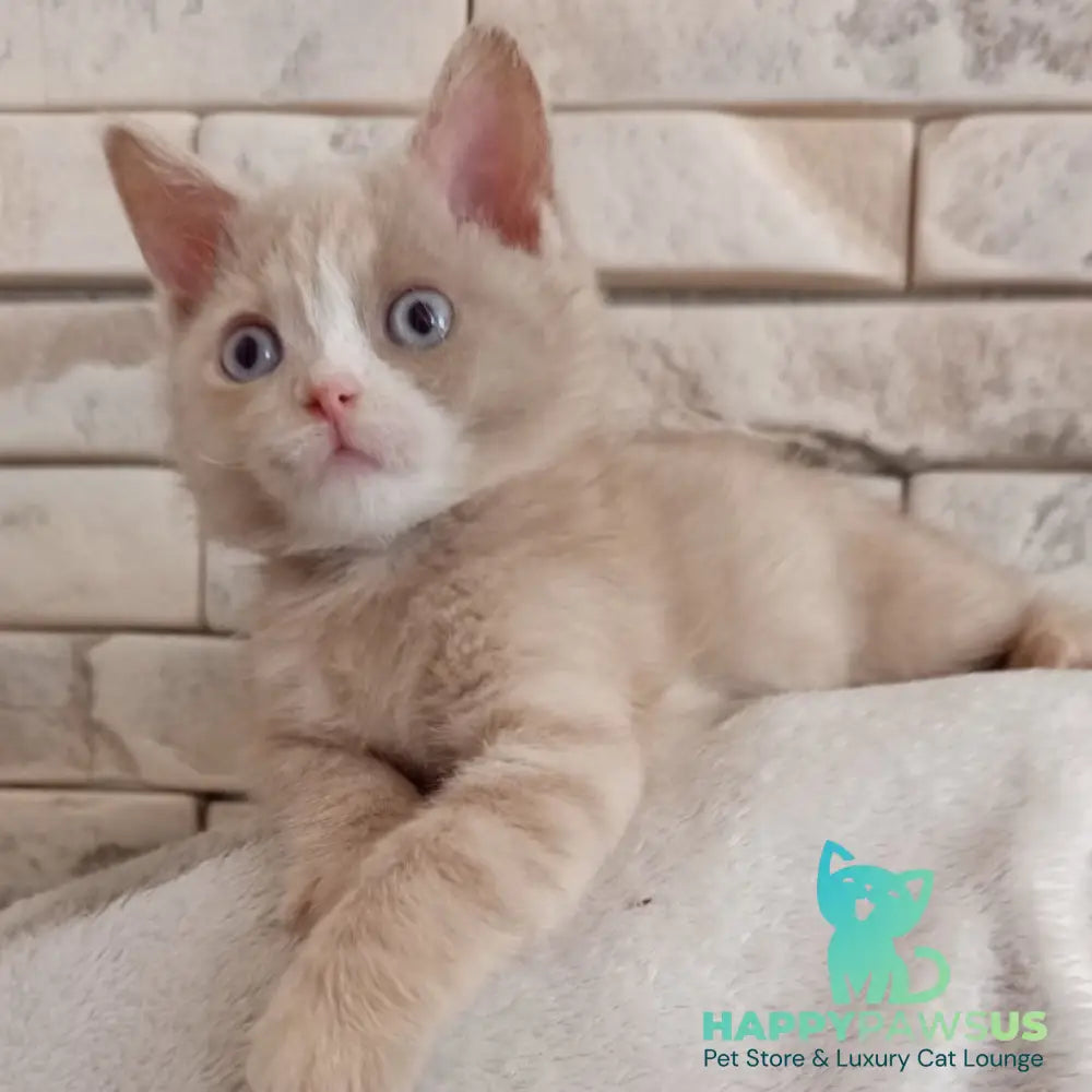 Keysy British Shorthair female fawn tortie with white - live animals