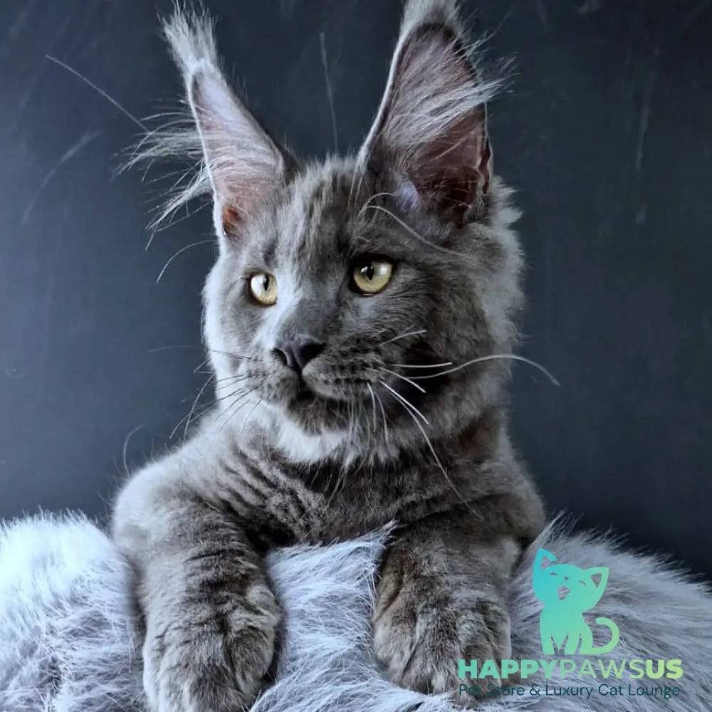 Khaos Lacroix Maine Coon male blue - live animals