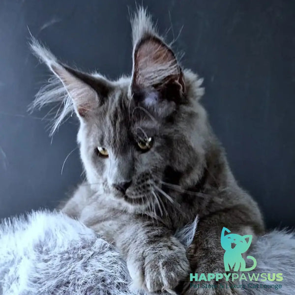 Khaos Lacroix Maine Coon male blue - live animals