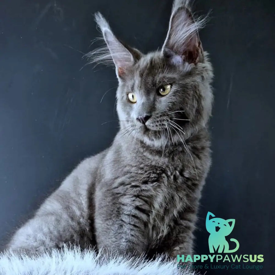 Khaos Lacroix Maine Coon male blue - live animals