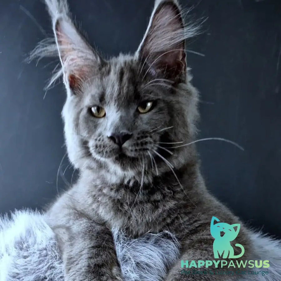 Khaos Lacroix Maine Coon male blue - live animals