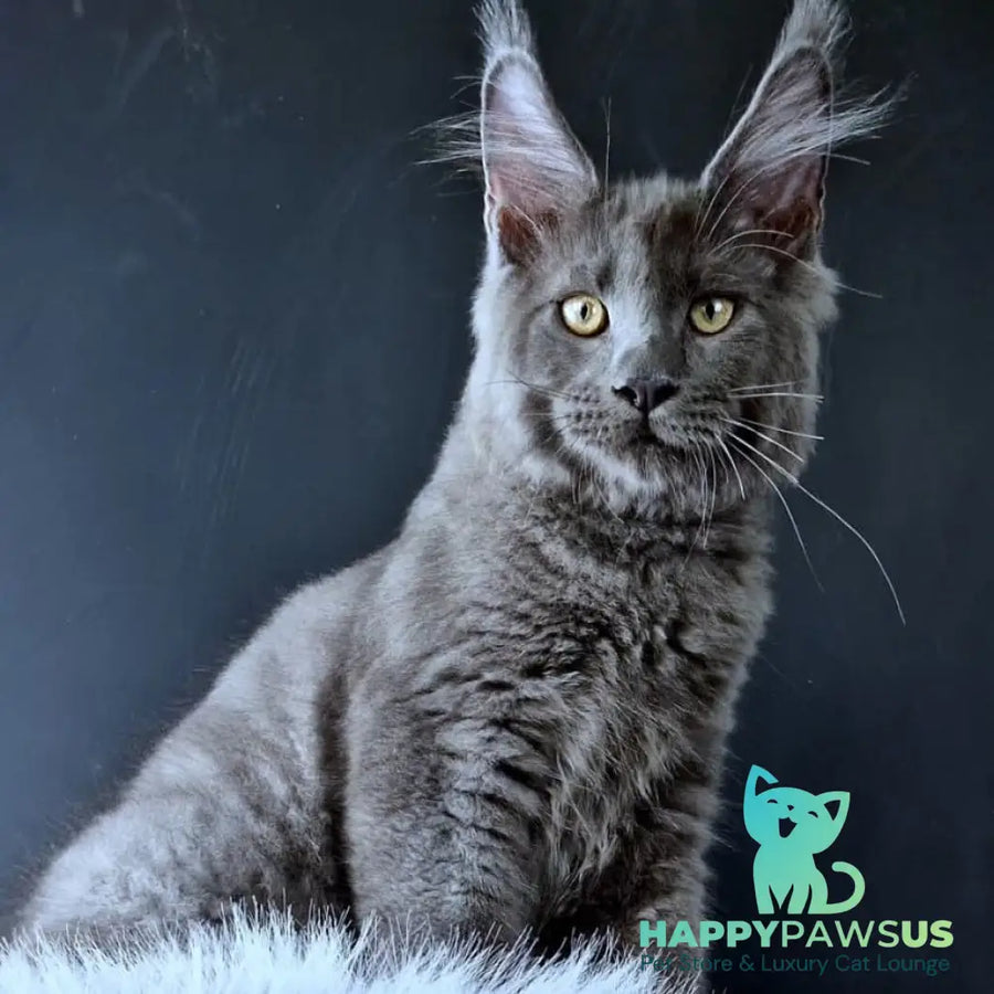 Khaos Lacroix Maine Coon male blue - live animals