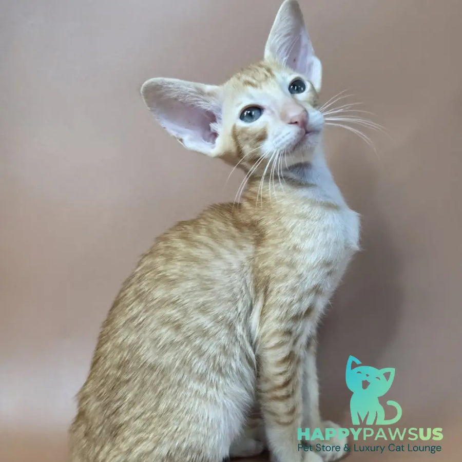 Khepri Oriental Shorthair male red spotted tabby - live animals