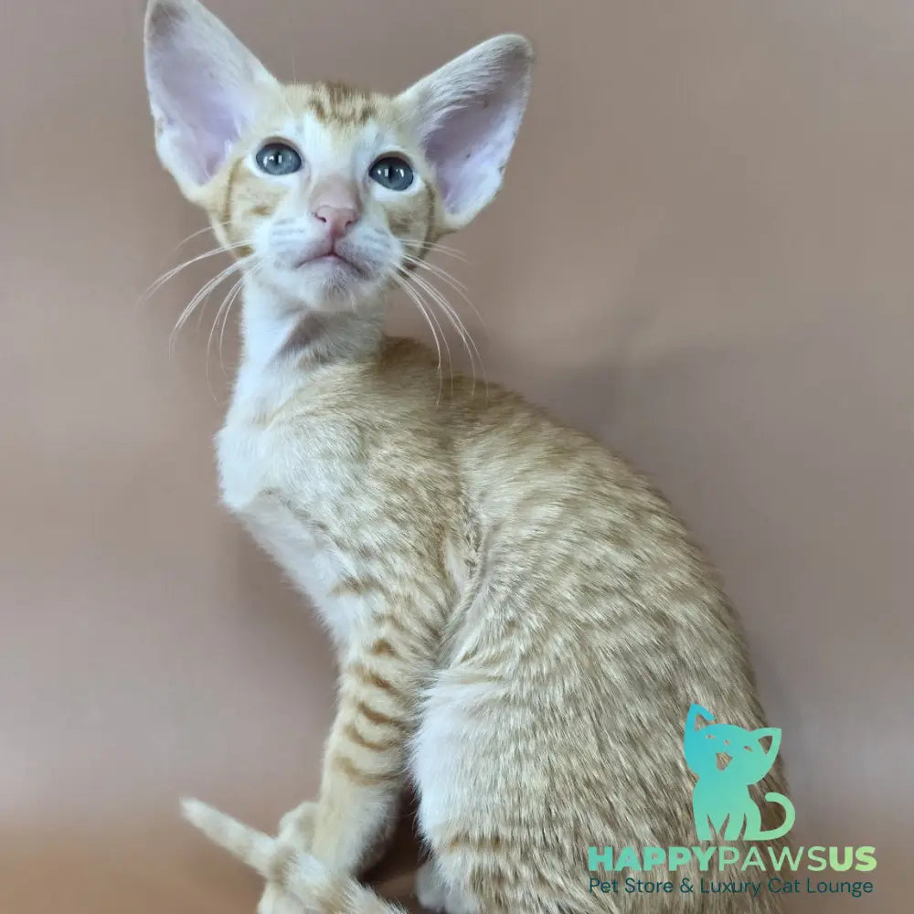 Khepri Oriental Shorthair male red spotted tabby - live animals