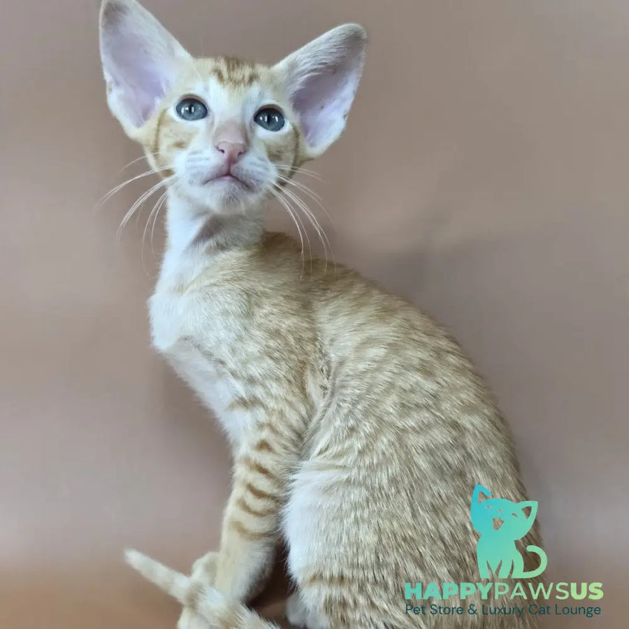 Khepri Oriental Shorthair male red spotted tabby - live animals