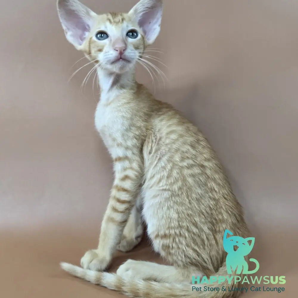 Khepri Oriental Shorthair male red spotted tabby - live animals
