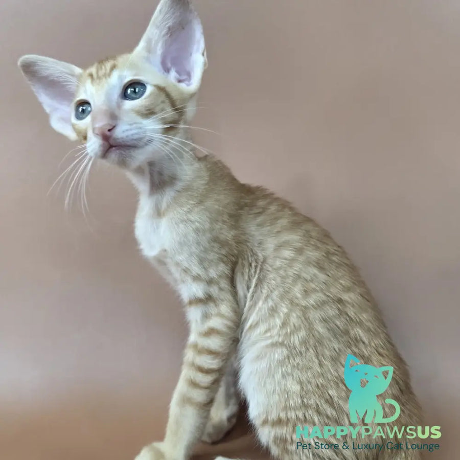 Khepri Oriental Shorthair male red spotted tabby - live animals