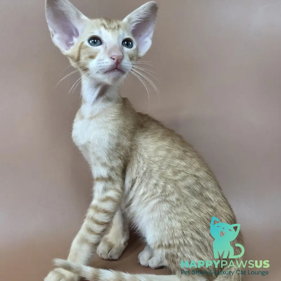 Khepri Oriental Shorthair male red spotted tabby - live animals