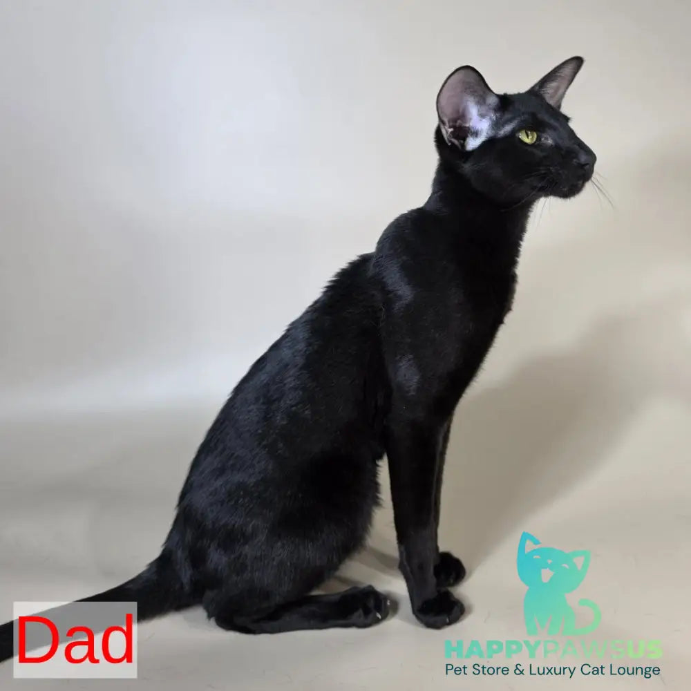 Khepri Oriental Shorthair male red spotted tabby - live animals