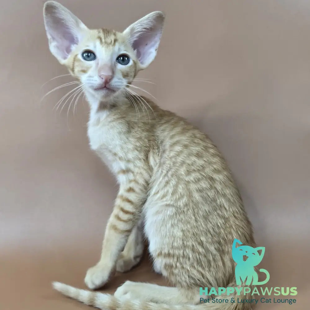 Khepri Oriental Shorthair male red spotted tabby - live animals