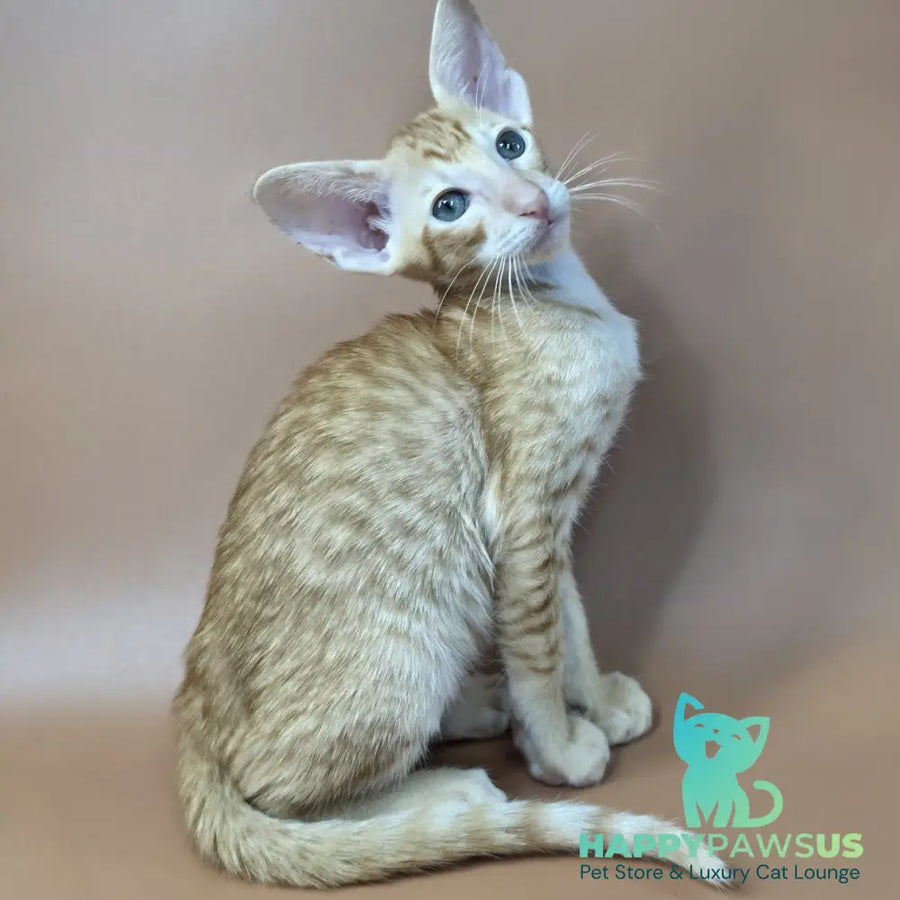 Khepri Oriental Shorthair male red spotted tabby - live animals