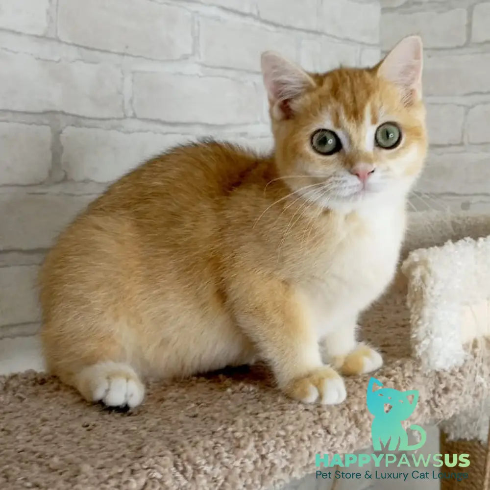 Khloya British Shorthair female black golden chinchilla - live animals