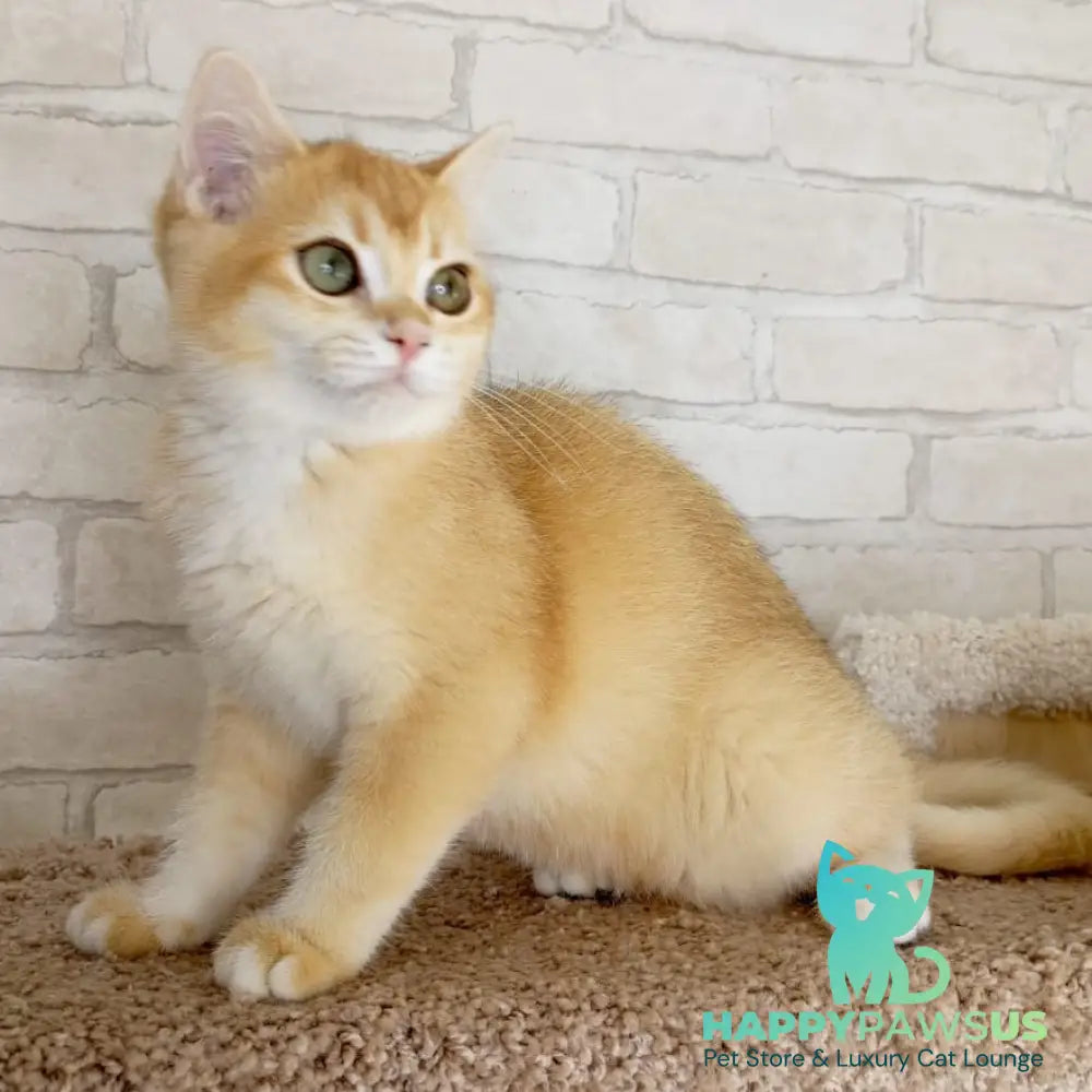 Khloya British Shorthair female black golden chinchilla - live animals