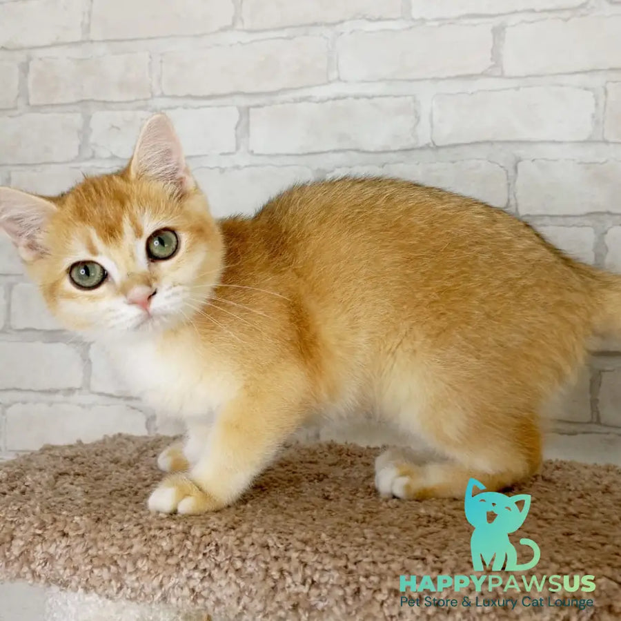 Khloya British Shorthair female black golden chinchilla - live animals