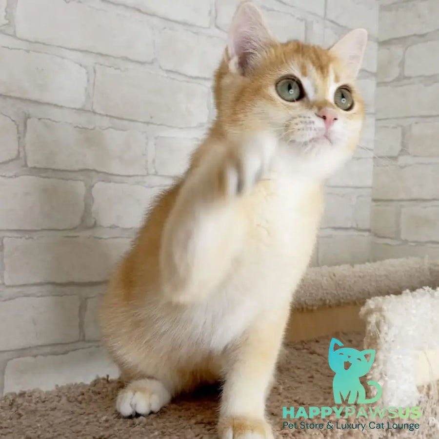 Khloya British Shorthair female black golden chinchilla - live animals