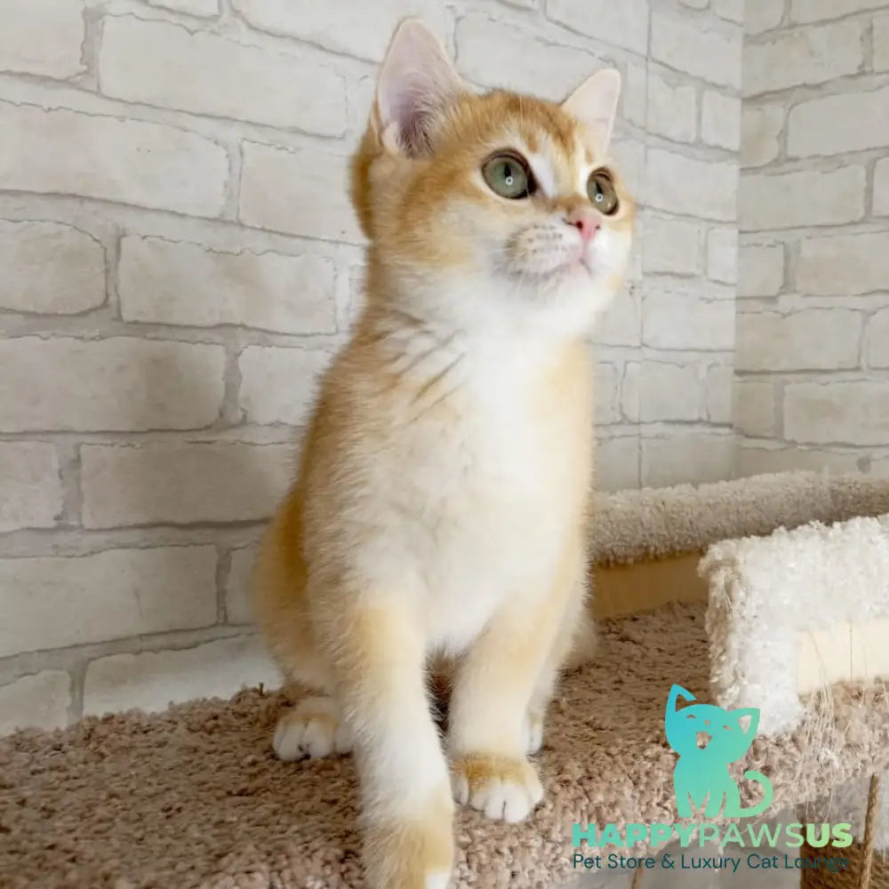 Khloya British Shorthair female black golden chinchilla - live animals