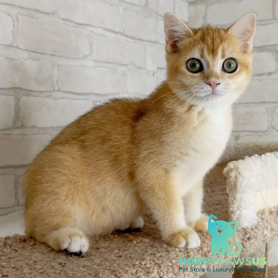 Khloya British Shorthair female black golden chinchilla - live animals