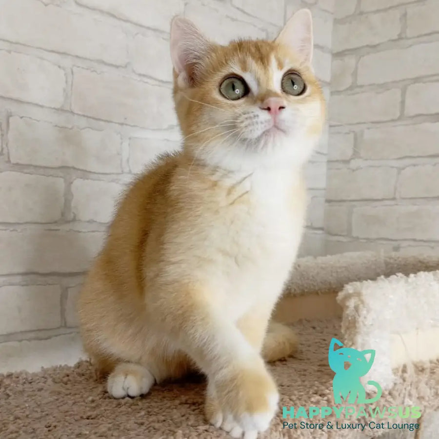 Khloya British Shorthair female black golden chinchilla - live animals