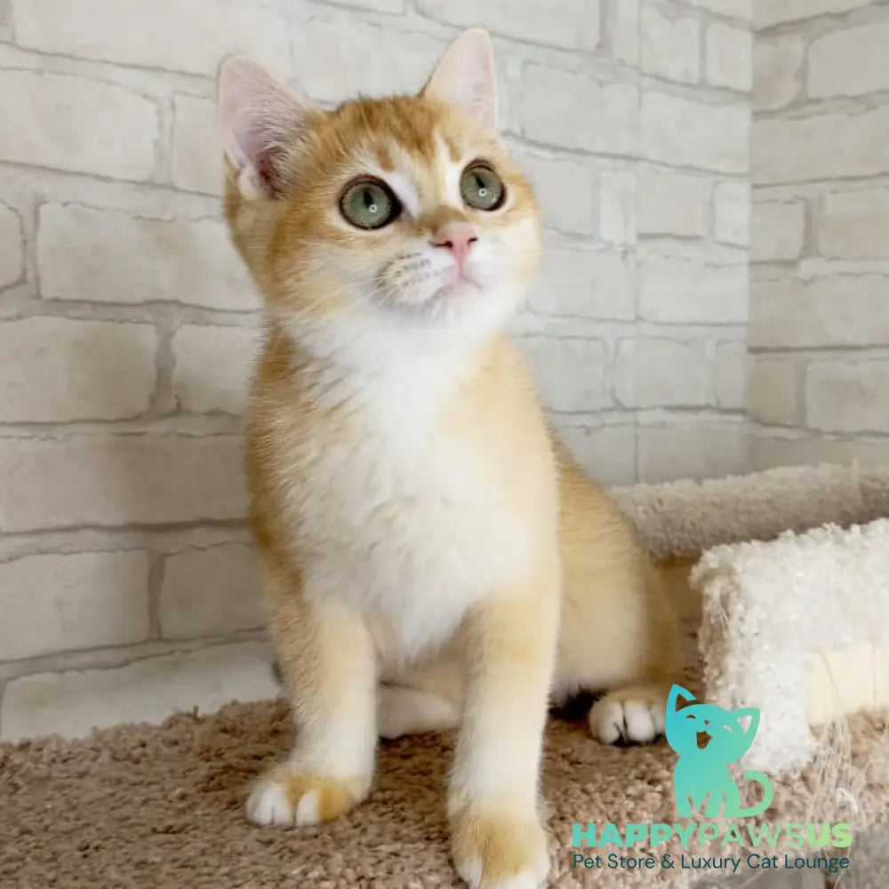 Khloya British Shorthair female black golden chinchilla - live animals