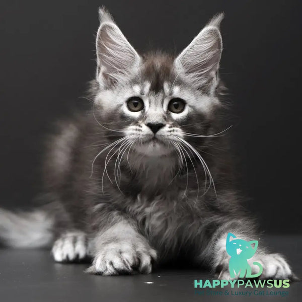 Kiana Maine Coon polydactyl 6x6x6x6 female black silver ticked tabby - live animals