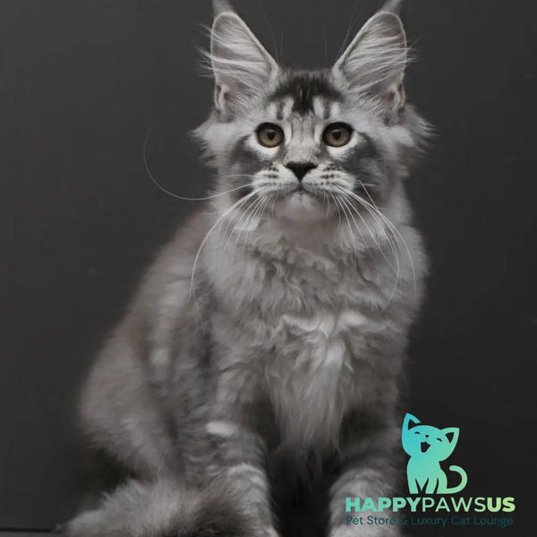 Kiana Maine Coon polydactyl 6x6x6x6 female black silver ticked tabby - live animals