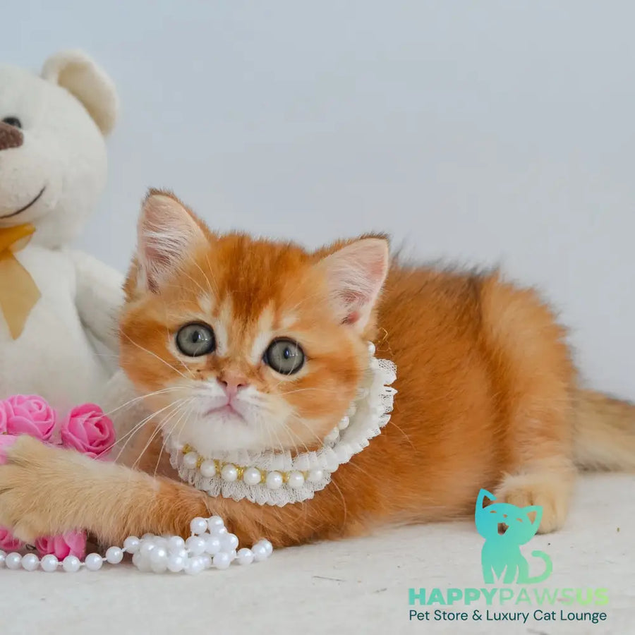 Kiana Scottish Straight female black golden shaded - live animals