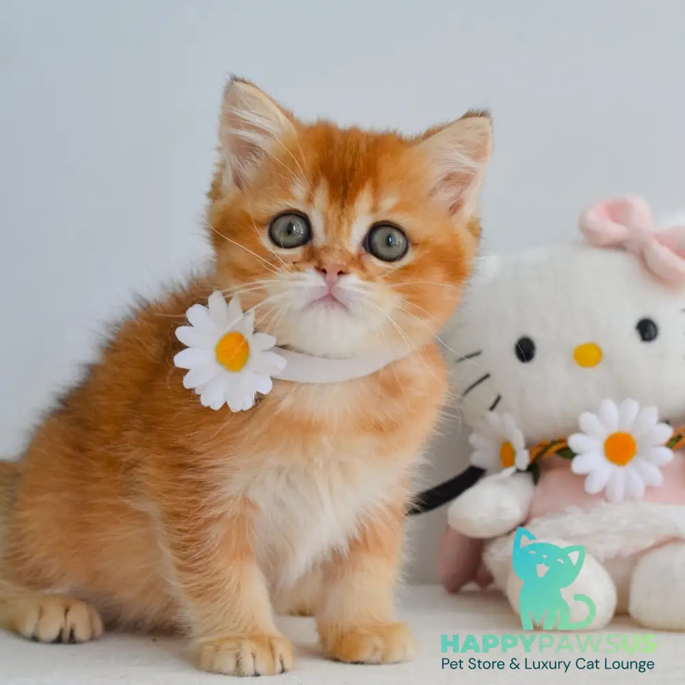 Kiana Scottish Straight female black golden shaded - live animals
