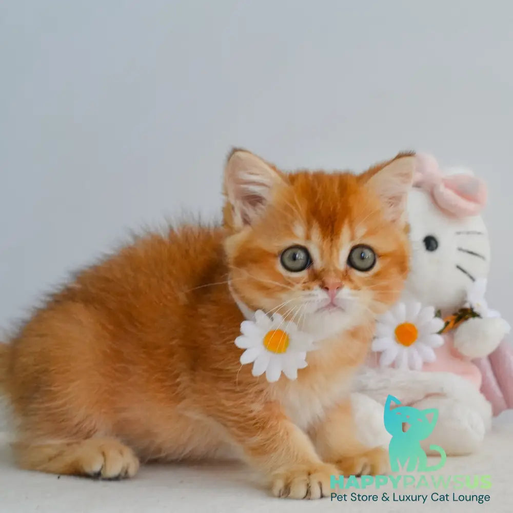 Kiana Scottish Straight female black golden shaded - live animals