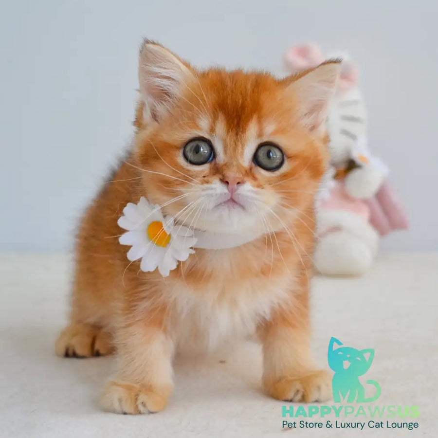 Kiana Scottish Straight female black golden shaded - live animals