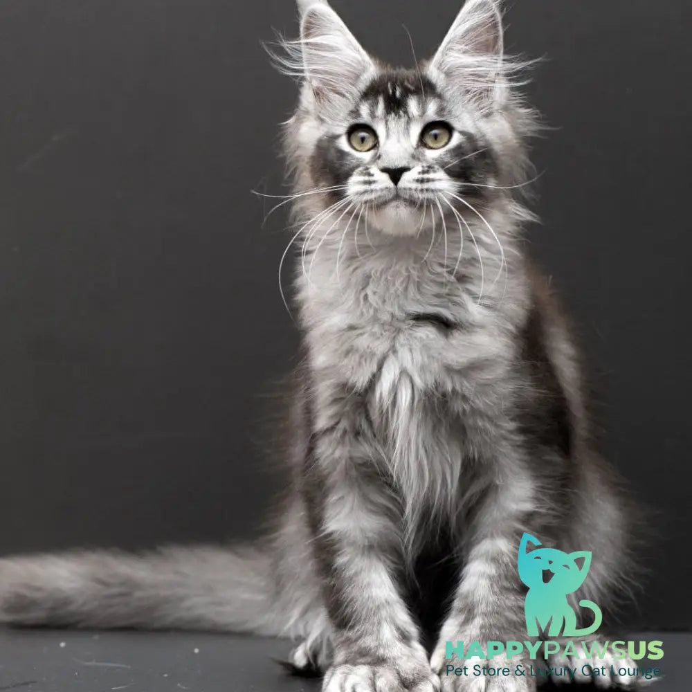 Kiara Maine Coon polydactyl 6x6x6x6 female black silver ticked tabby - live animals