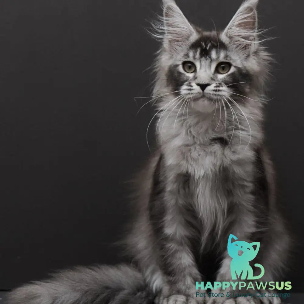 Kiara Maine Coon polydactyl 6x6x6x6 female black silver ticked tabby - live animals